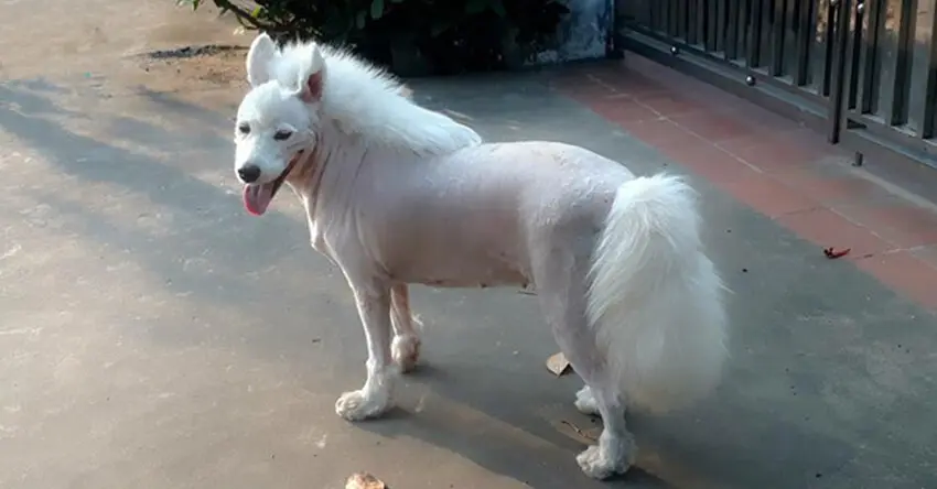 Lông chó bao lâu mọc lại sau khi cạo?