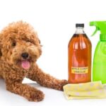 Cách khử mùi nước tiểu chó hiệu quả