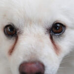 Chó bị đau mắt: Tất tần tật nguyên nhân và cách xử lý