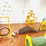 Đồ chơi cho chó “xịn xò” mua ở đâu TPHCM?