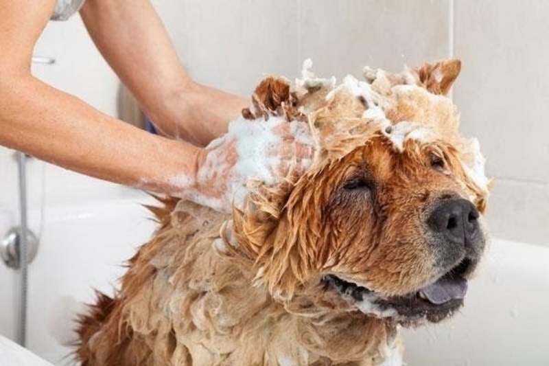 Bày ngay cách tự làm đồ chơi cho chó con cực đơn giản
