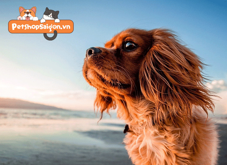 Kiểm tra da liễu cho chó Poodle