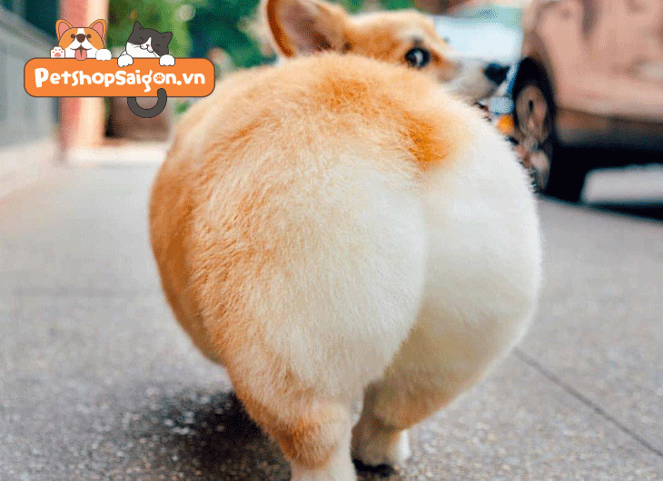 Kiểm tra tuyến mùi hậu môn