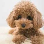 Lông chó bị bạc màu phải làm sao? Nguyên nhân là gì?