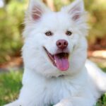 Lông chó bị ố vàng xử lý như thế nào để lông trắng đẹp?