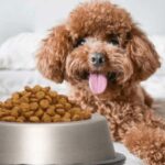 Lưu ý khi chọn thức ăn cho chó