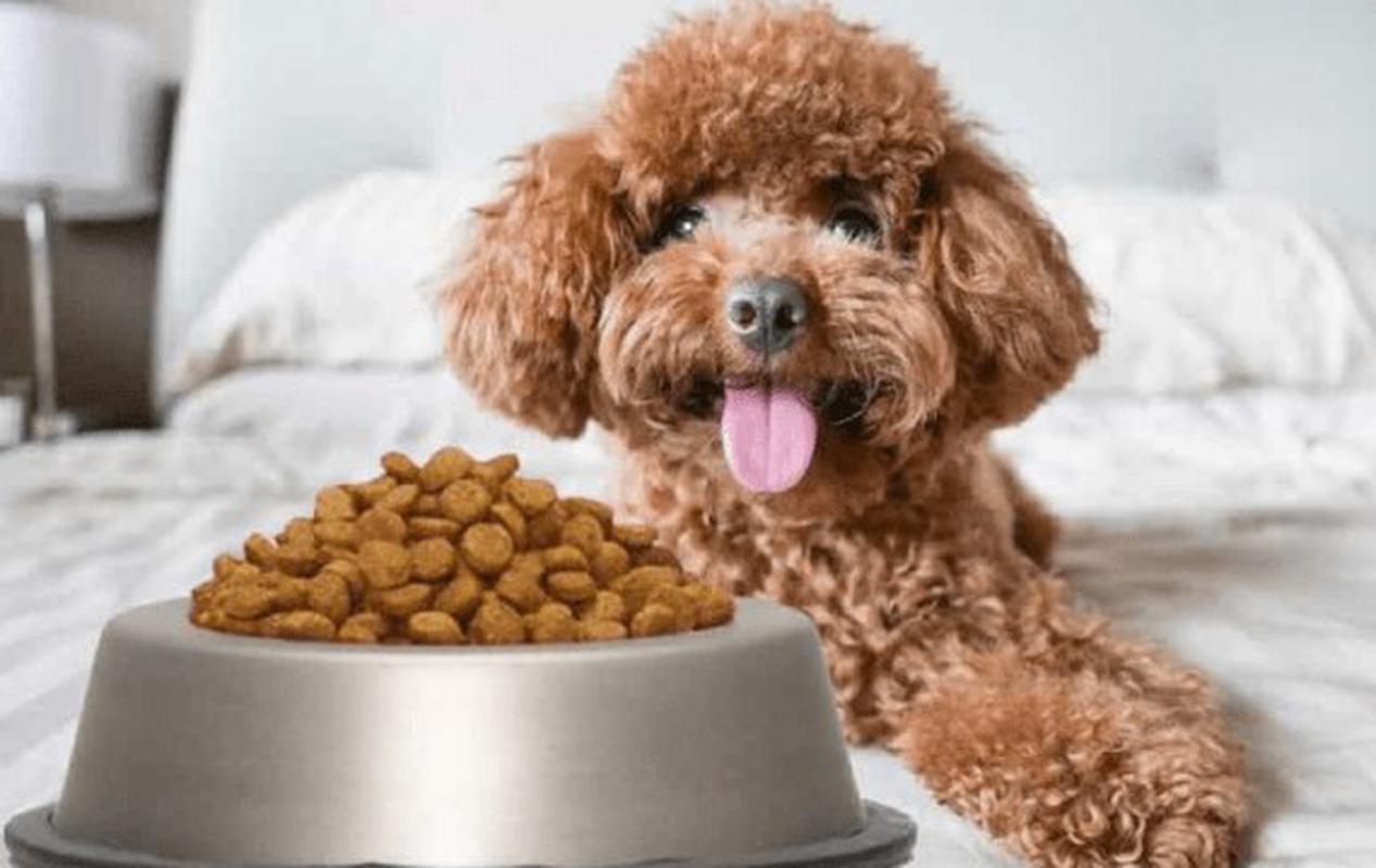 Lưu ý khi chọn thức ăn cho chó