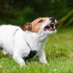 Mách nhỏ cách dạy chó không sủa bậy chủ nuôi nên biết