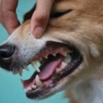 Màu sắc nướu (lợi) của chó thể hiện điều gì?