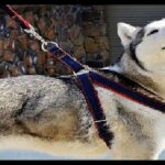 Hướng dẫn cách đeo dây yếm cho chó đơn giản, dễ hiểu