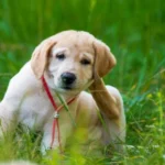 Chó bị ngứa gãi chảy máu: Đọc ngay để tránh sự cố đáng tiếc