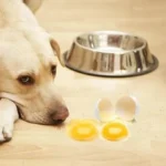 Chó thiếu Canxi ăn gì để mau khỏe lại?