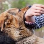 Cách dạy chó không cắn tay chủ, nếu bạn muốn chó vâng lời