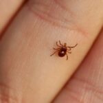 Rận chó từ đâu ra? Có lây sang người không?