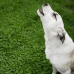 Rút Tiền 8DAY – Hướng Dẫn Đầy Đủ, Chi Tiết Và Dễ Thực Hiện