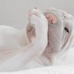 Tại sao chó lại liếm chân của chúng?