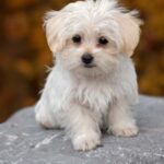 Thời kỳ thay lông của chó bắt đầu từ khi nào?