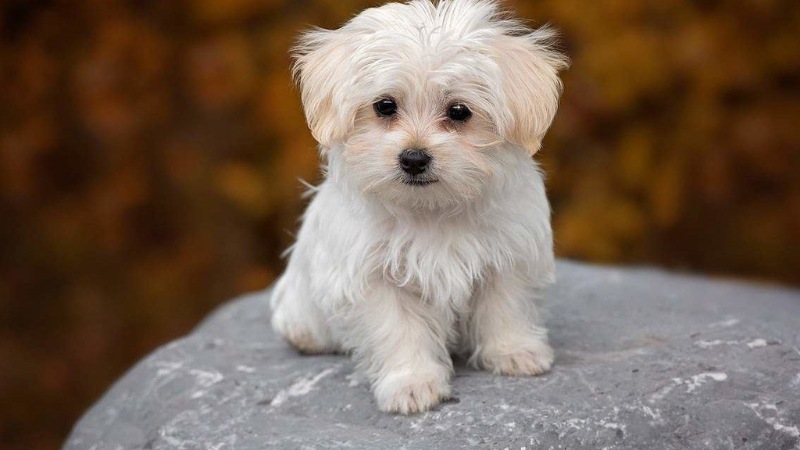 Thời kỳ thay lông của chó bắt đầu từ khi nào?