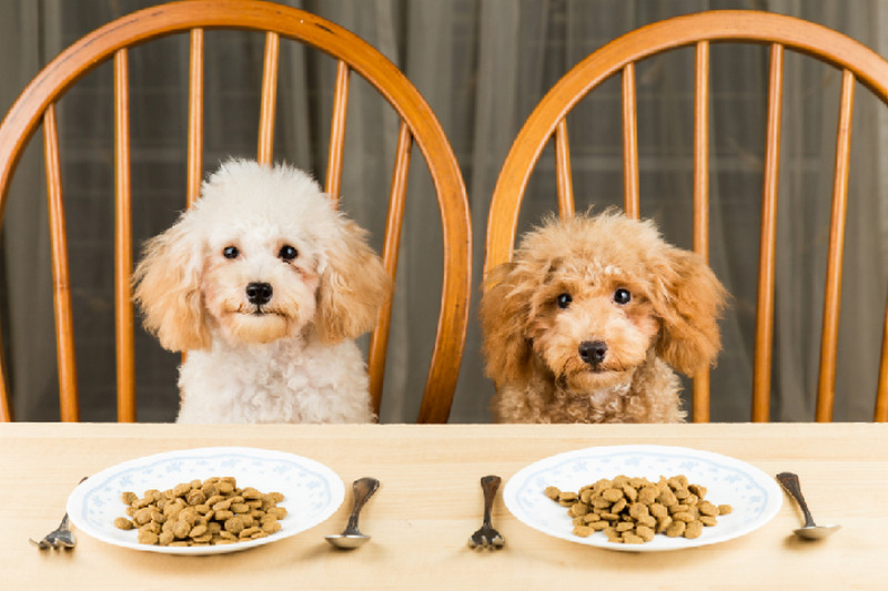Thức ăn cho chó Poodle: Cẩm nang dinh dưỡng chuyên gia gợi ý