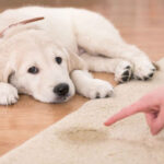 Thuốc xịt cho chó đi vệ sinh đúng chỗ: Thực hư thế nào?