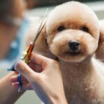 Tổng hợp 7 bước cắt tỉa lông chó Bắc Kinh đẹp và đơn giản