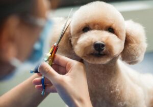 Tổng hợp 7 bước cắt tỉa lông chó Bắc Kinh đẹp và đơn giản