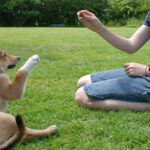 Cách dạy chó ngồi từ A-Z, 100% hiệu quả