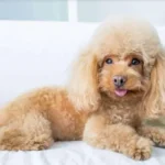 Top 5 thức ăn cho chó trưởng thành tốt nhất Việt Nam