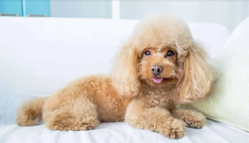 Top 5 thức ăn cho chó trưởng thành tốt nhất Việt Nam