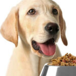 Top 6 câu hỏi thường gặp khi bạn cho chó ăn