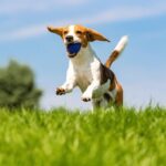 Top các công viên ở Việt Nam bạn có thể hẹn hò với thú cưng