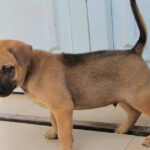 Thức ăn cho chó con 1 tháng tuổi: Cẩm nang cần đọc trước khi mua