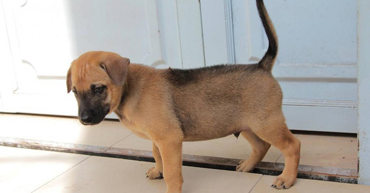 Thức ăn cho chó con 1 tháng tuổi: Cẩm nang cần đọc trước khi mua