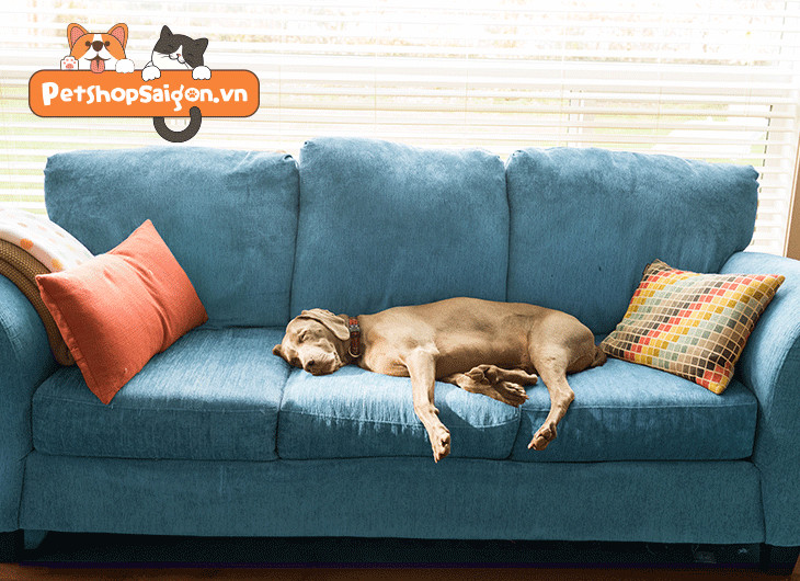 Vệ sinh chỗ ở của chó Poodle