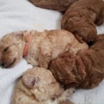 Vì sao chó mẹ ăn thịt chó con?