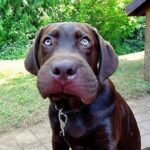 Con chó bị ong đốt cần phải làm gì? Có nguy hiểm không?