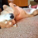 Chó ngủ ngửa bụng có ý nghĩa ra sao?